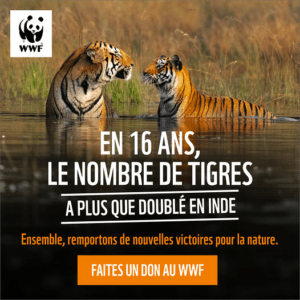 Image (6)