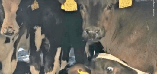 Image 2026 04 07T103716.083