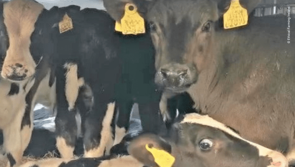 Image 2026 04 07T103716.083