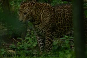 Parc des felins lumigny 024