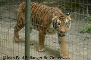 Parc des felins lumigny