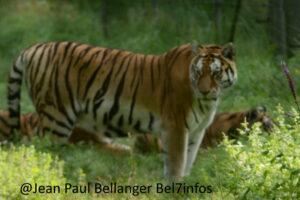 Safari parc des felins lumigny